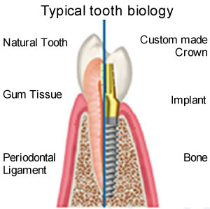 tooth biology